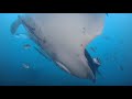 Manta Rays Are Smart Enough to Give These Fish Instructions 🐠 Great Blue Wild | Smithsonian Channel