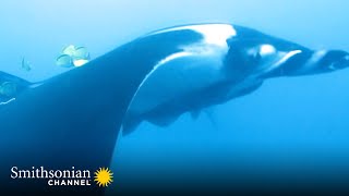 Manta Rays Are Smart Enough to Give These Fish Instructions  Great Blue Wild | Smithsonian Channel