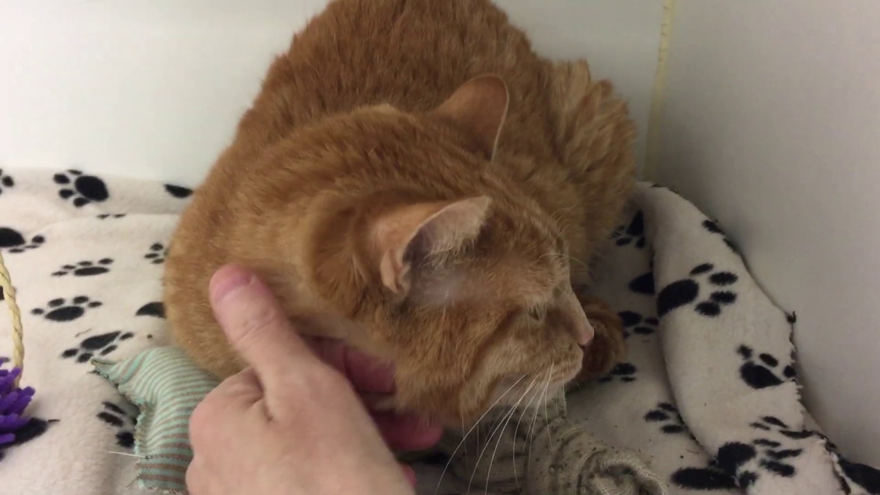 adopt cats long island Karmen 56242- Wants a new home for herself and sister Kami 56243! NYCACC