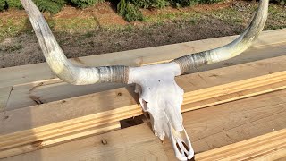 How to: Texas Longhorn Skull Mount Done Right!