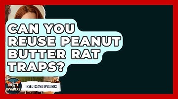 Can You Reuse Peanut Butter Rat Traps? - Insects and Invaders