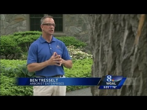 WGAL - Emerald Ash Borer (EAB) in Central Pennsylvania (May 2015)