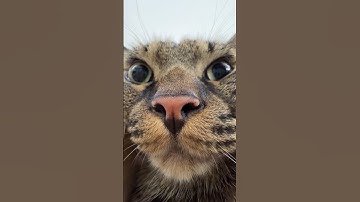 Thumbnail of cat angry