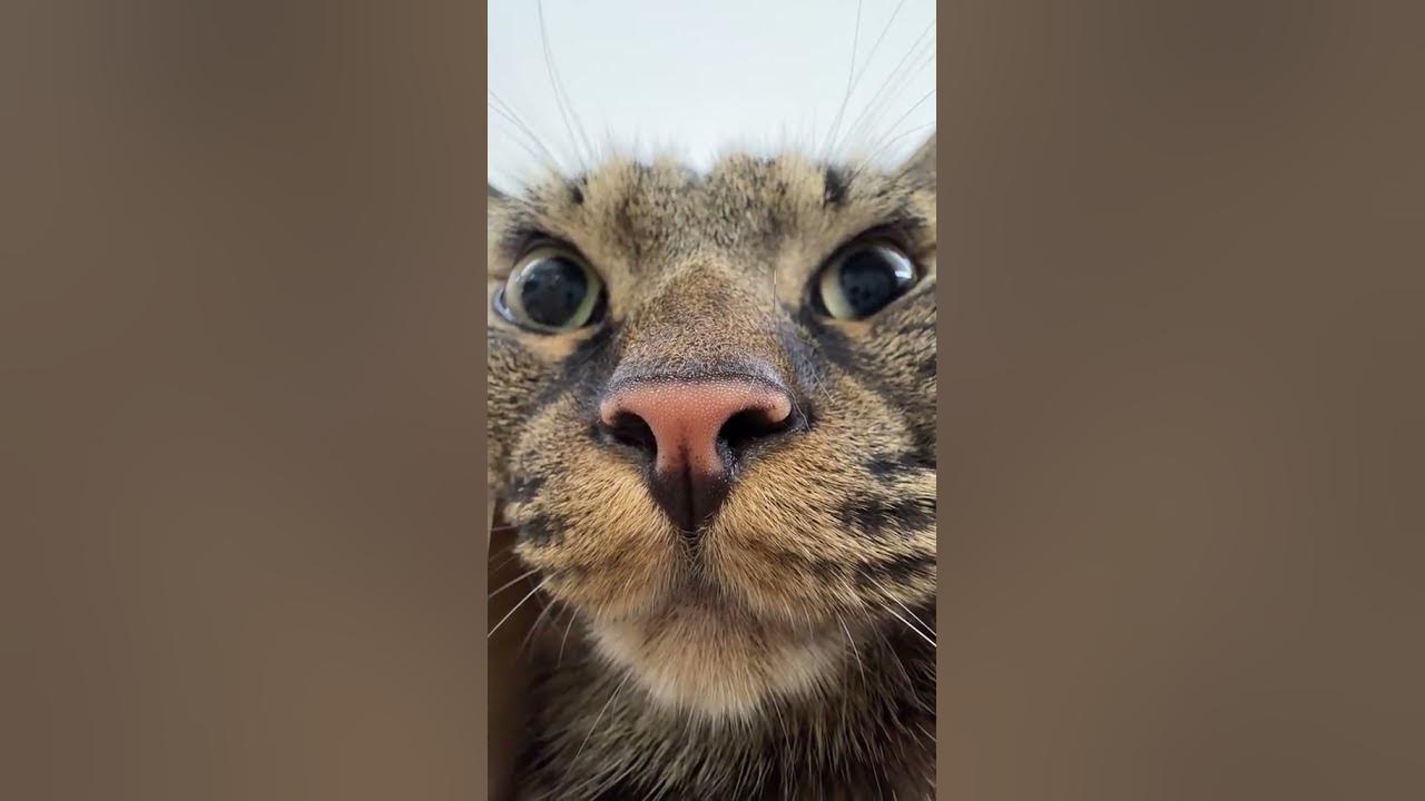 cat angry cat angry