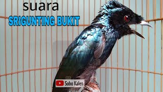 Suara SRIGUNTING BUKIT si burung berekor raket ||Dicrurus remifer||