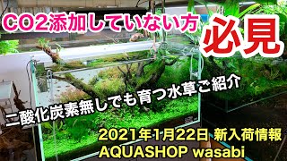 Co2添加不要 初心者向きの水草をご紹介 Aquashop Wasabi２０２１年１月２２日新入荷情報 ネイチャーアクアリウム水槽水槽立ち上げ初心者 二酸化炭素無しで育つ水草 石組レイアウト 山水石 Youtube