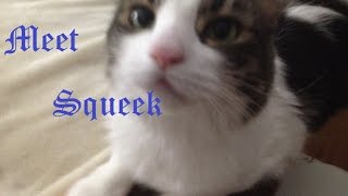 Meet Squeek