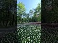 Фестиваль🌷Тюльпанов на Елагином Острове #цветы #питер #петербург