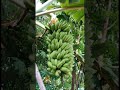 Banana harvesting in our jezlin garden shorts ytshorts gardenshorts