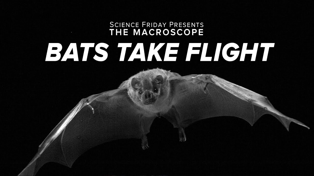 ⁣Bats Take Flight