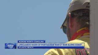 Lifeguards warn of Portuguese Man O' War along coast