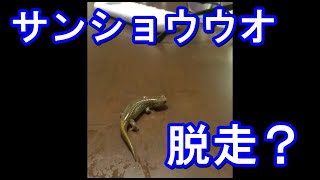 飼育中のペットのサンショウウオが脱走 上陸後 Youtube