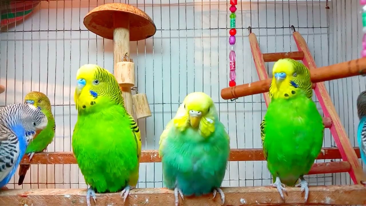 12 Hr If your budgies don’t chirp, playing this video will help lonely birds start to chirp.