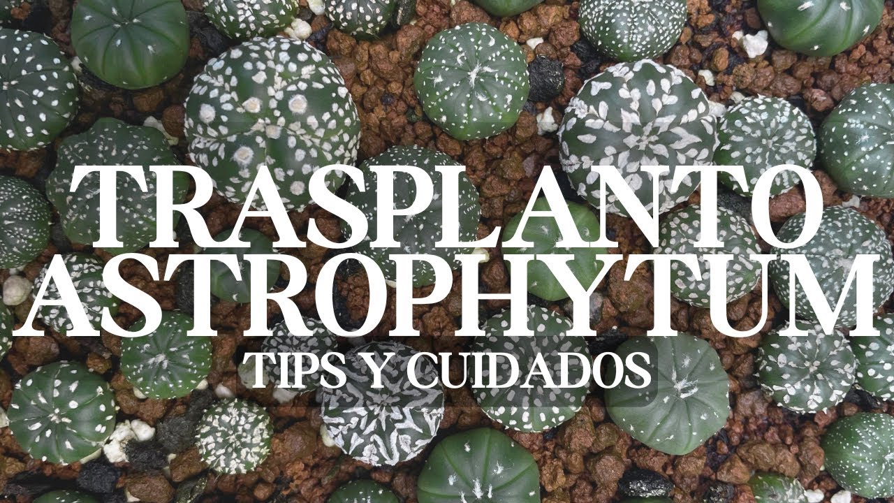 🌵Trasplanto los Cactus que Germiné hace 1 año. Astrophytum Asterias y más Tips y cuidados.