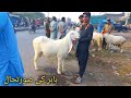 Kajla chatra mundra chatra rajanpuri bakre desi cross chatry katu  bakra mandi gujranwala