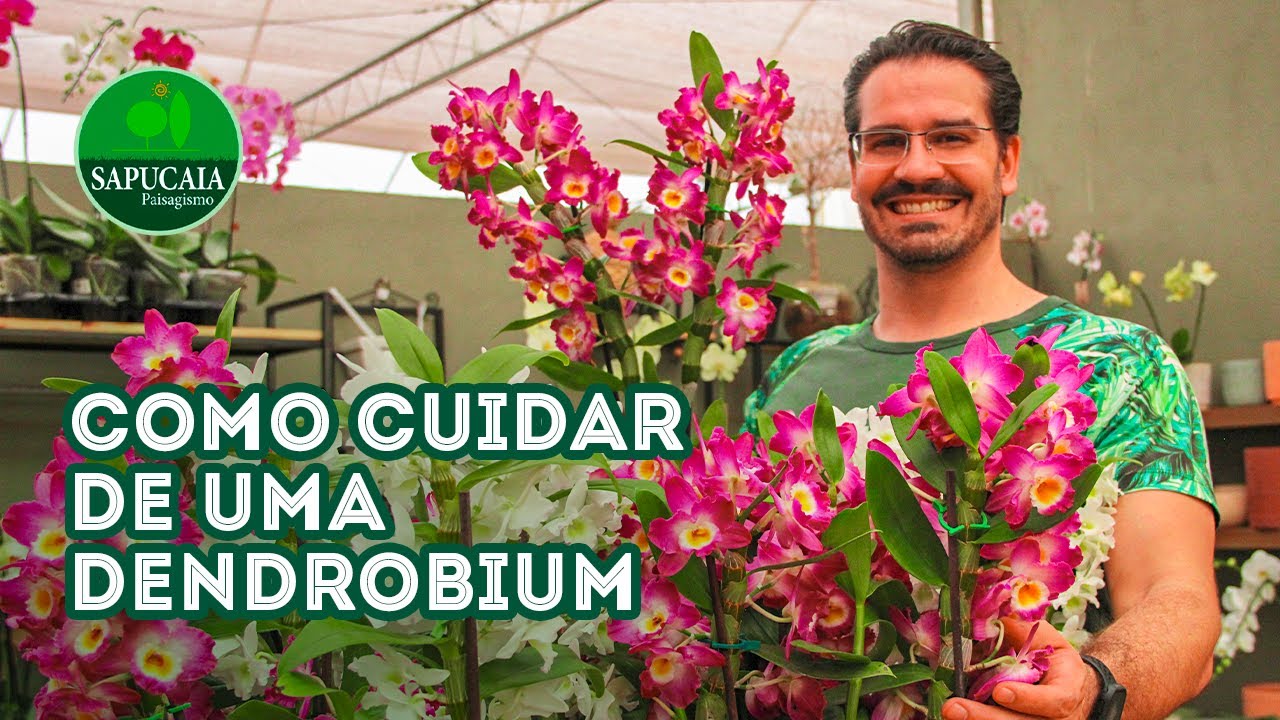 SAPUCAIA - COMO CUIDAR DE UM DENDROBIUM