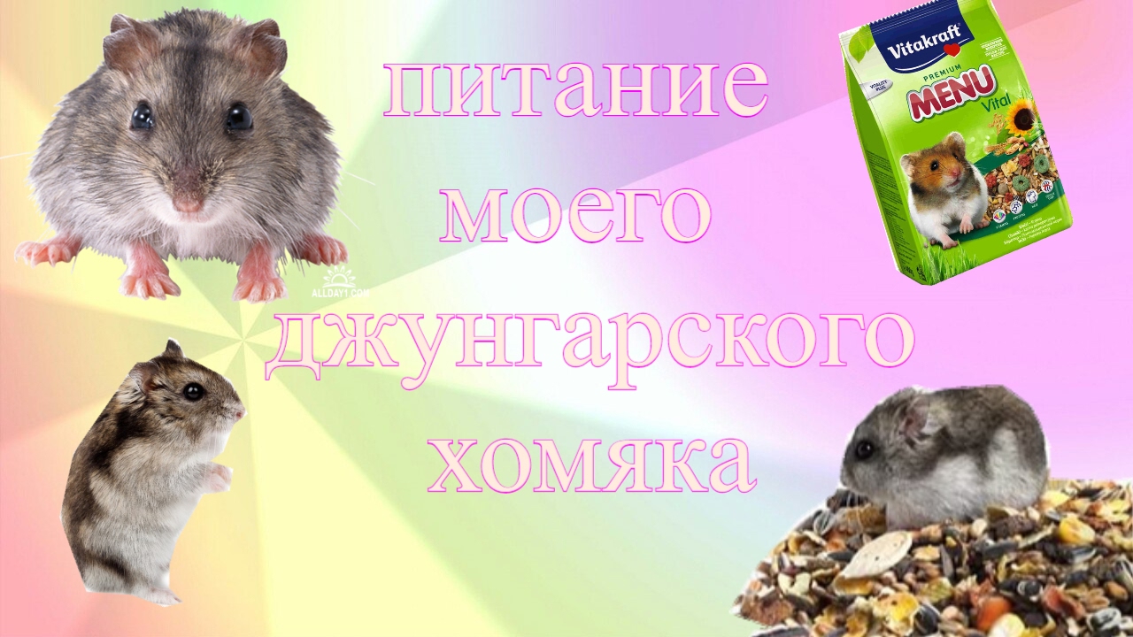 Что есть хомяк джунгарик