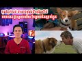 A Dogs Purpose សម្រាយរឿង Movie review សម្រាយសាច់រឿង