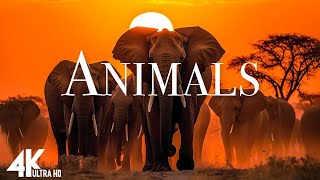 FLYING OVER ANIMALS (4K UHD) - Exploring the World of Wildlife: Lesser-Known Species