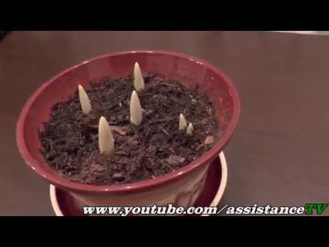 Тюльпаны в горшках / Как правильно садить тюльпаны в горшке
