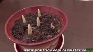 Тюльпаны в горшках / Как правильно садить тюльпаны в горшке