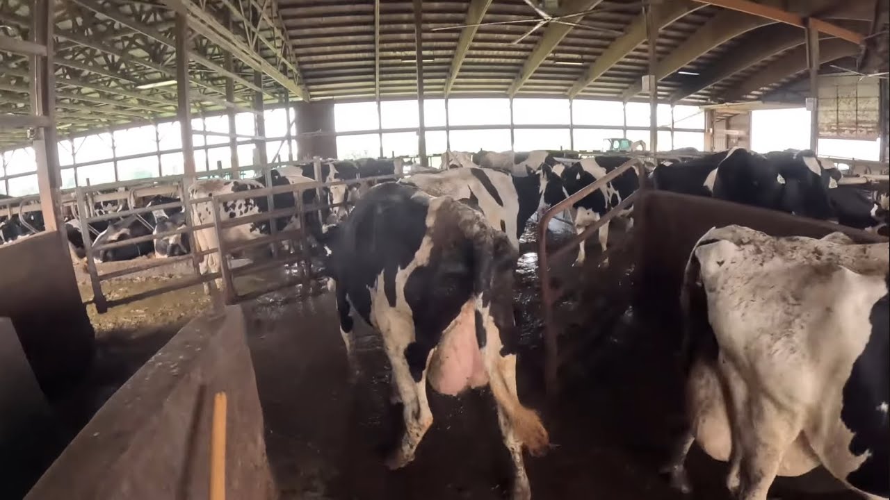 Доение коров от первого лица