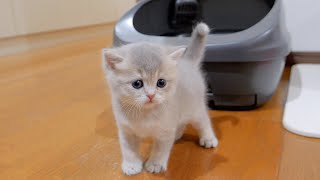 The kitten that comes out with a smug look on its face when it successfully uses the toilet is cute.