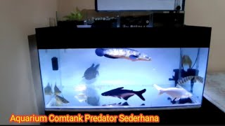 Aquarium Comtank Predator Maru Sun Cat fish Kura-kura Labi-labi Bulus Kaos kaki Patin albino Komtank
