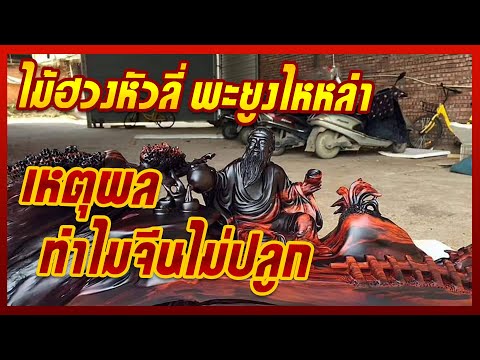 เหตุผลที่ทำไมจีนไม่ปลูกไม้ฮวงหัวลี่(พะยูงไหหลำ) ไว้ใช้เองทั้งที่มีพื้นที่ใหญ่โต 065-1210124 คุณปอนด์