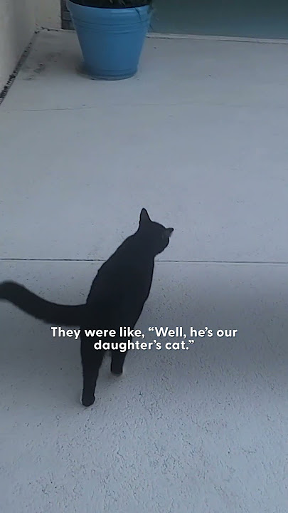 Download lagu Cat Walks Over To Neighbor's House For Nightly Sleepovers | The Dodo