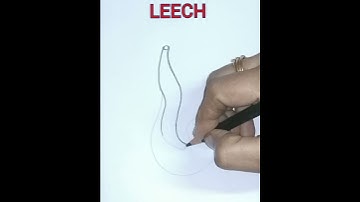 How to draw a leech easily