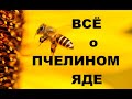 Пчелиный яд - мощный антисептик от природы. Пчелоужаления, как привильно извлечь жало пчелы.