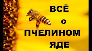 Пчелиный яд - мощный антисептик от природы. Пчелоужаления, как привильно извлечь жало пчелы.