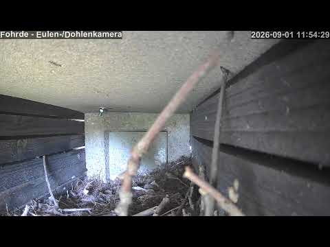 Fohrde Owl Nest Box live cam preview