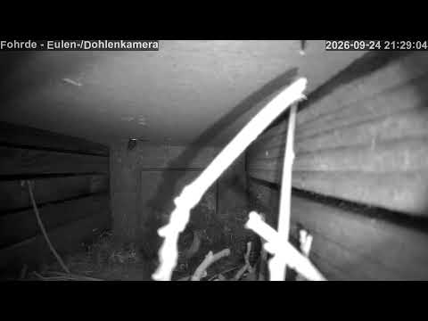 🔴 LIVE: Eulen-Kasten Fohrde (2026) 🦉 Owl Cam &amp; Wildlife
