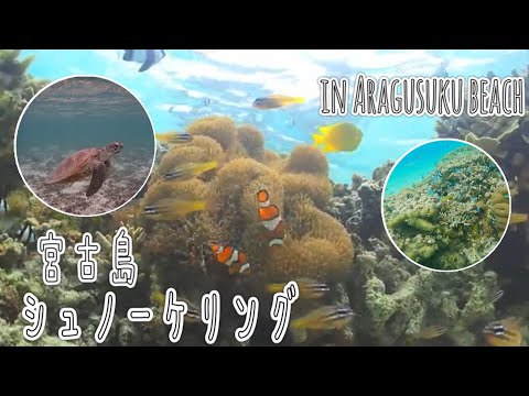 【宮古島旅行2020夏③】ウミガメシュノーケリングツアー新城海岸