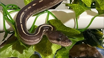 Snake Hacks: Exercise, Safety, & Enclosure Stuff!