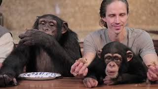 The NEW Chimp Dinner LIVE! 05 13 by Myrtle Beach Safari 17,736 views 1 year ago 29 minutes