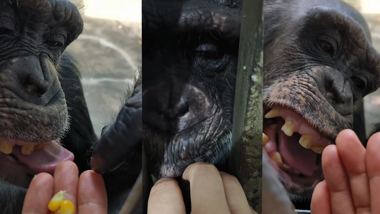 Friendly Chimpanzee Grooming Human 