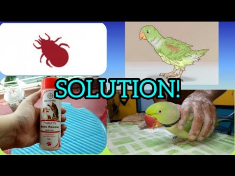 HOW TO TREAT BIRD LICE || EASY WAY TO KILL BLOOD MITES || SIMPLE