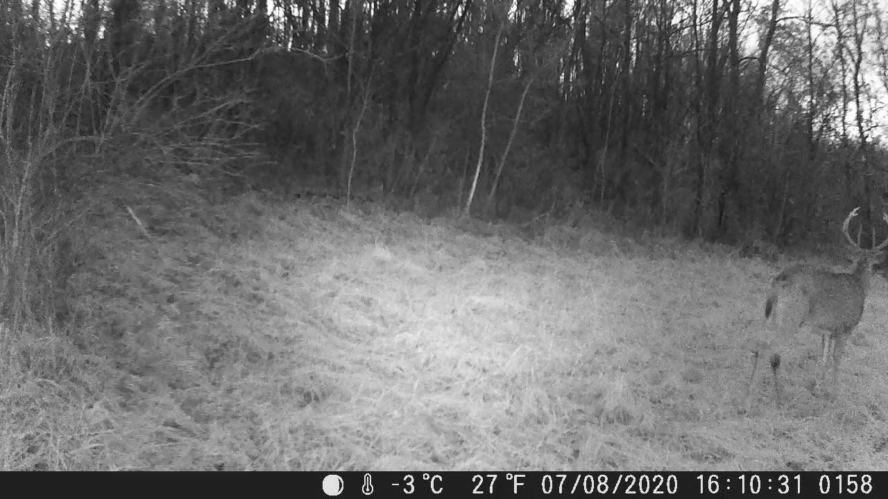 Locust Hill Tall 8 point at night YouTube