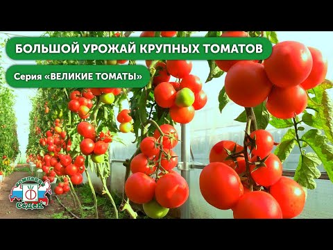 Вопрос: Какие характеристики томата сорт Екатерина Великая F?