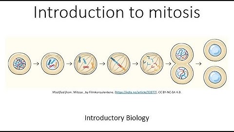 Introduction to mitosis