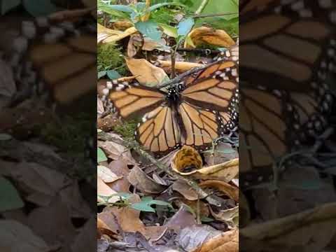 Video: Monark sommerfugl: utviklingstrekk og habitat