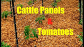 Cattle Panels & Tomatoes~