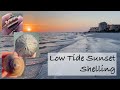 Florida shelling during negative low tide. Sunset beachcombing with shells, critters and beauty.