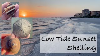 Florida shelling during negative low tide. Sunset beachcombing with shells, critters and beauty.