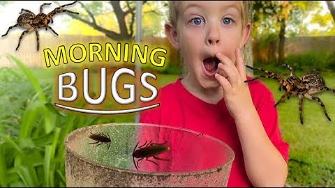 MORNING BUG HUNT for REAL Bugs! LIZARD, Spiders, Roly Polys, EARWIGS, Toads, WORMS & MORE for KIDS!!