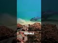 Stingrays vs. Spider Crabs