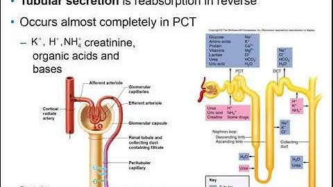 Chapter 24 - The Urinary System Part B